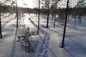 Lumikenkäilijä etsinyt uran tuiskun jäljiltä...